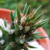 Cylindropuntia_prolifera _09